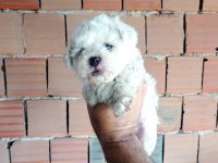 Kar beyaz maltipoo yavrular