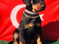 Harika Anatomi Üst Kalite Doberman Yavrular