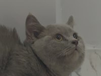 Lilac-Golden-Blue-Golden Tabby Munchkin Kedileri Özel