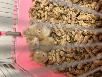 Gonzales hamster tüm renkler mevcut sağlıklı