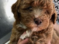 Apricot - red - dark red toy poodle
