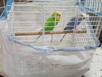 Hazır takım muhabbet kuşları