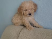 Toy poodle yavrular