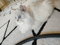 Safkan ırk British longhair erkek 1 yaşında