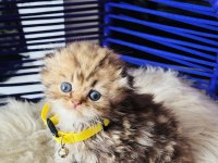 Scottish fold Longhair golden tabby