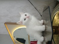 Kar beyaz british shorthair yavrumuz