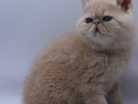 Mükemmel sıfır burun bebek kedilerim