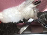 British longhair yavrumuz uyguna sahiplendirilecek
