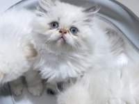 Safkan İran kedisi yavruları