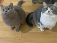 Scottish Shorthair yavrumuz ömürlük yuva arıyor