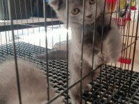 Evinize neşe katacak scottish fold