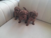 Orjinal toy poodle yavrularımız