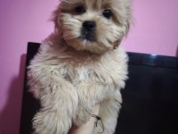 Yavru köpeklerimiz
