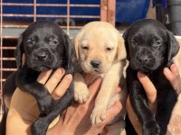 Labrador bebeklerimiz