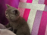 2 aylık erkek british shorthair yavrumuz