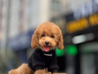Toy poodle Apricot yavrularımız