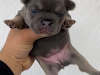 BLUE DİŞİ FRENCH BULLDOG YAVRULAR