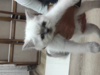 Prensesimiz dişi blue point british shorthair