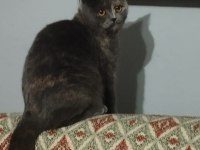 Scottish Straight Dişi 2 Yaşında Bedava