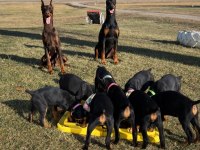 İyisi değil en iyisi doberman kapıda ödeme mevcuttur