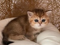 Orijinal british shorthair yavruları