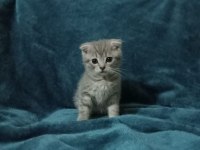 2 aylık kırık kulak scottish fold