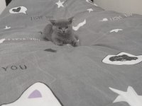 British Shorthair Dişi
