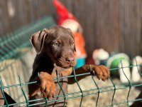 kahverengi doberman bebekleri