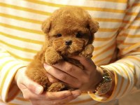 A Scrli̇ Ev Üreti̇mi̇ Toy Poodle Yavrularimiz kore