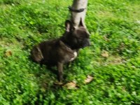 French bulldog