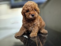 Toy poodle dişi erkek