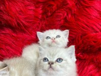 British shorthair yavru kedimiz yeni yuvasını arıyor