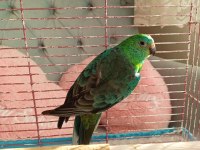 Şarkıcı Paraket Papağanı (Noephema Pulchella)