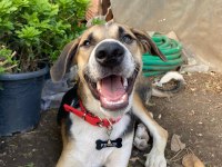 Köpeğimiz Fındıka Sevgi Dolu Bir Yuva Arıyoruz