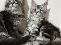 Gerçek Şampiyon ve TR Birinci Baba nın Maine Coon Çocukları