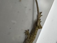 Yetişkin Erkek Crested Gecko ve 40x40x60 Teraryum