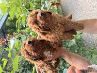 Toy poodle red yavrular