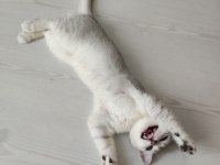 5 aylık yavru british shorthair
