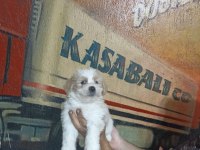 60 Günlük Dişi Morkie