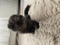 Çankaya erkek scottish fold yavru