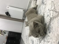 Oldukça uysal scottish fold kızandadır