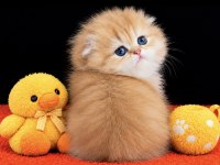 Highland Scottish Fold Golden Dişi
