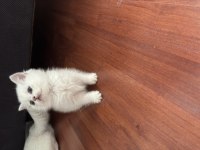 British shorthair silver