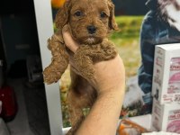 Oyuncak gibi poodle bebeklerimiz