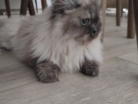 BluePoint British Longhair Dişi