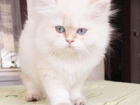 British longhair bebekler