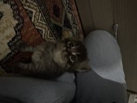 2 aylık yavru kediler