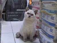 Blue point dişi british shorthair