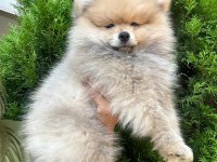 Pomeranian boo ayı surat