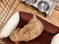 2 aylık toy poodle